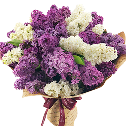  Bouquet of lilac "Dream"