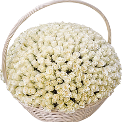 Корзина из 501 белой розы