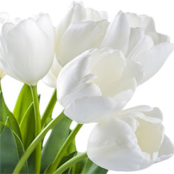 Білі тюльпани