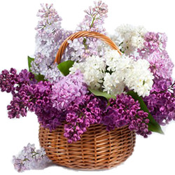 Basket of lilacs "Freshness"