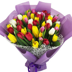 35 multicolored tulips "Exotic"