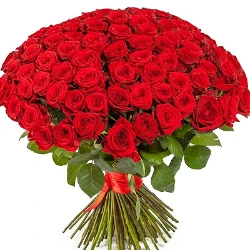 151 red roses