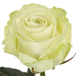 White rose 