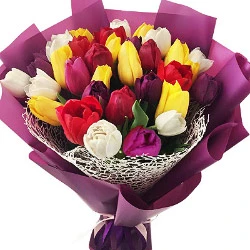25 multi-colored tulips "Riddle"