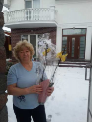 Доставка по Украине - Комнатное растение "Желтый фаленопсис"