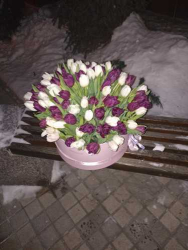 Доставка по Україні - 101 тюльпан "Фіолетова димка"