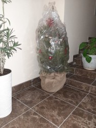 Order with delivery - Christmas tree!